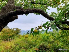 优秀作文《四季的雨》